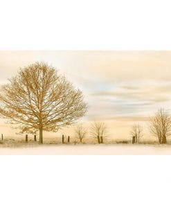 Gạch ốp tường 30×60 RoyalCeramic KTS-362254-SE